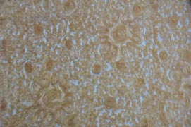Wedding Bliss Fabric by the Yard | 3d Chiffon Flowers | 100% Polyester |
